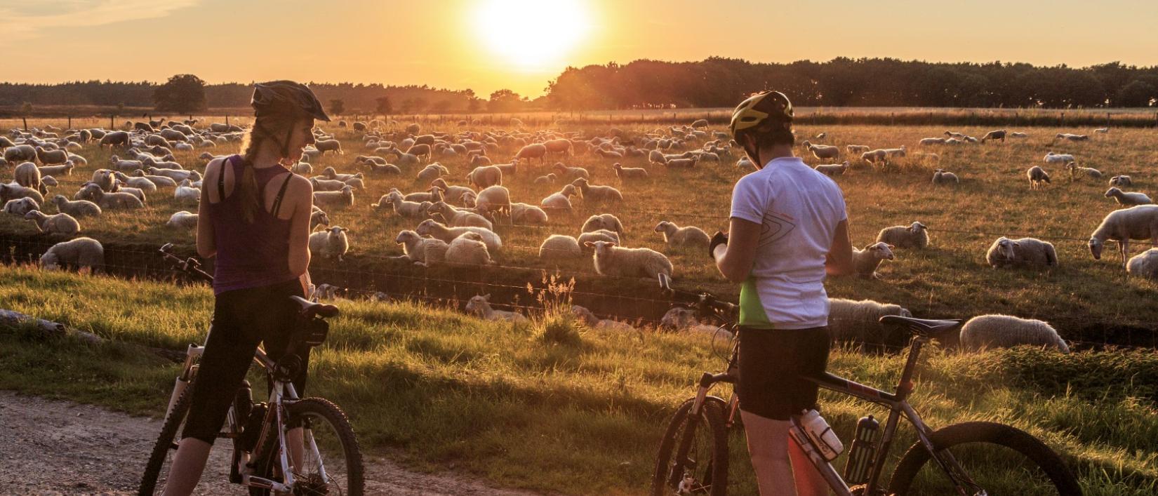 Veluwe