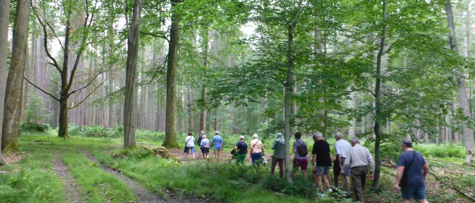 Wandelend door het bos