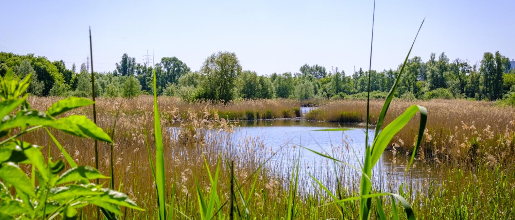 muisbroek