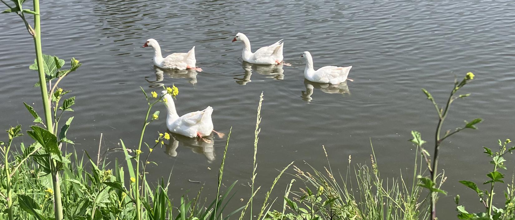 avondfietstocht