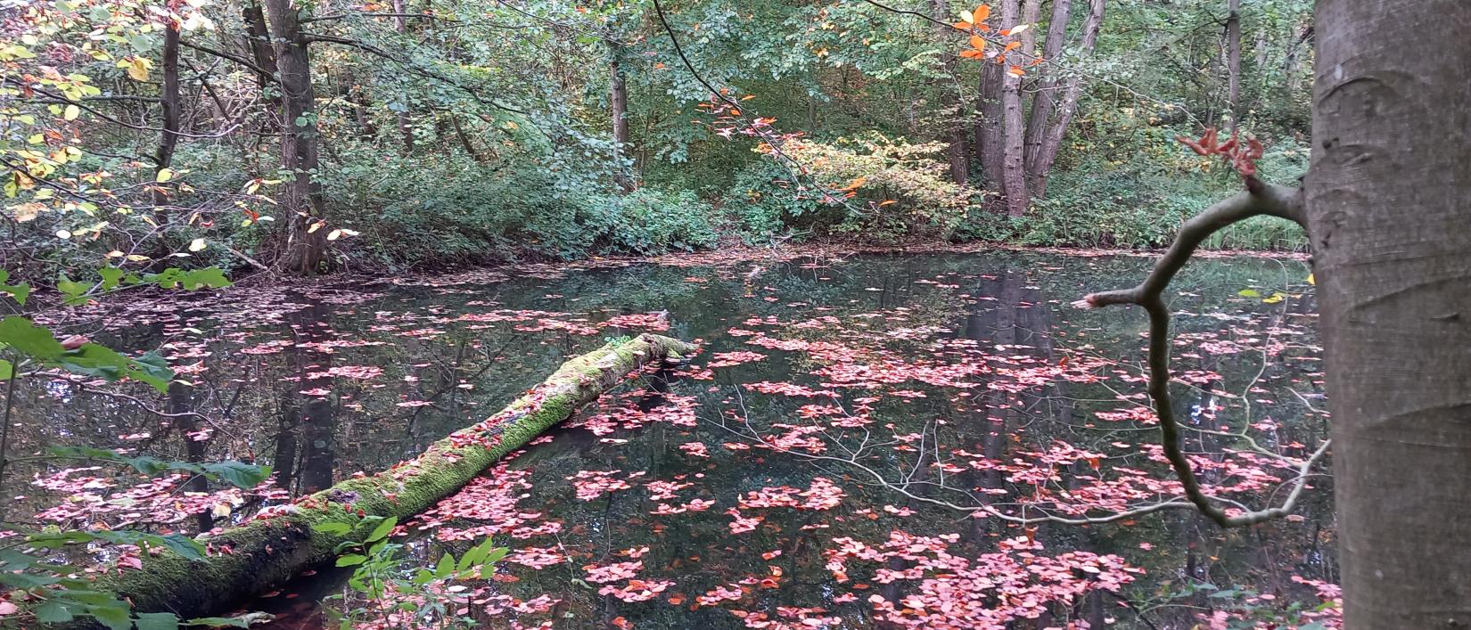 Het bos in herfsttooi.