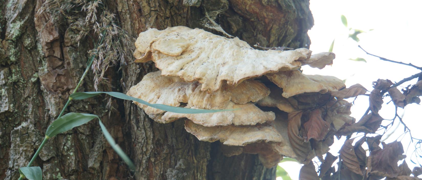 elfenbanken op wilgen