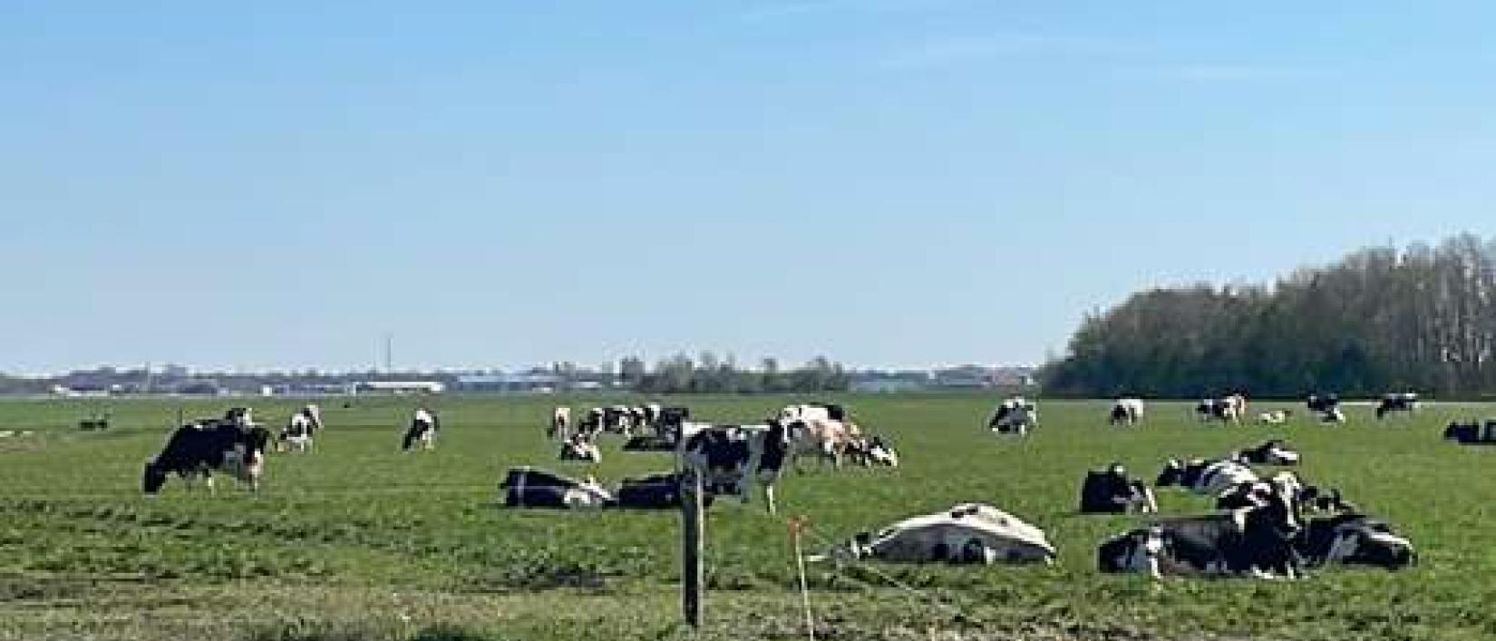 Hoofdfoto Camperlocatie Happy Cows