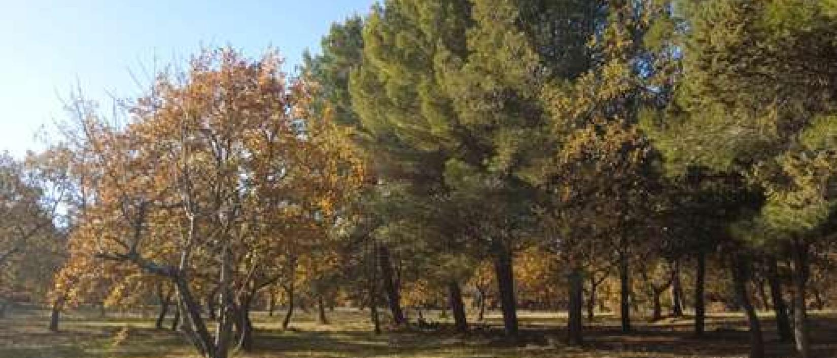 Hoofdfoto Bosco dei Lecci