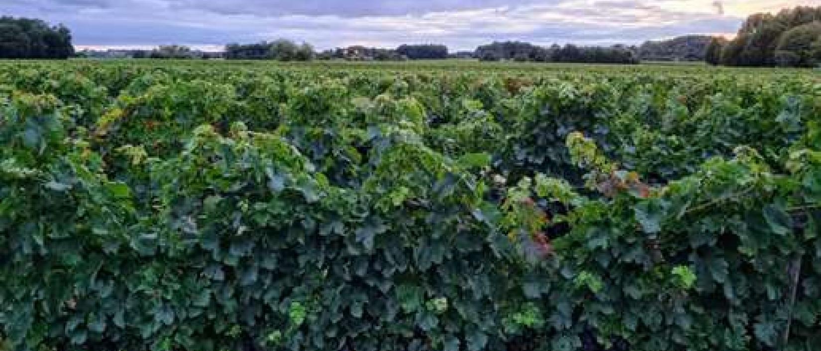 Hoofdfoto Parking Clos Maine Graveraeau