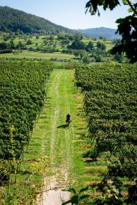 Badische Weinstrasse