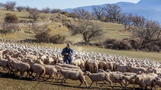 Schapenhoeder in Senterada