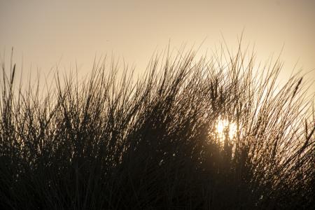 marker wadden