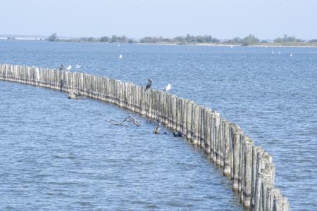marker wadden