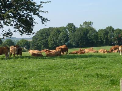 Grazende koeien in middagrust