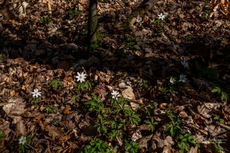 Houffalize