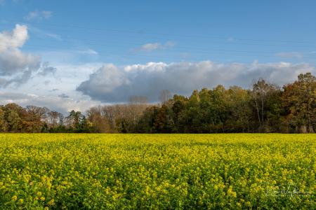 Herfstwandeling Glabbeek