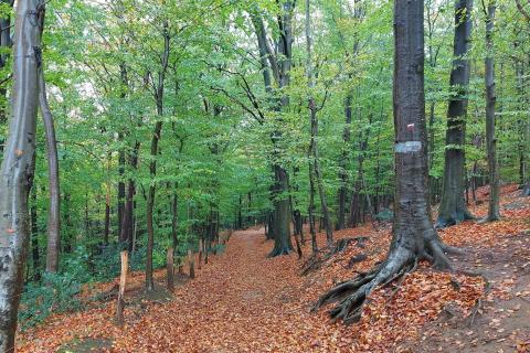 driebergenwandeling