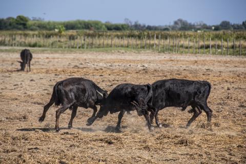 camargue