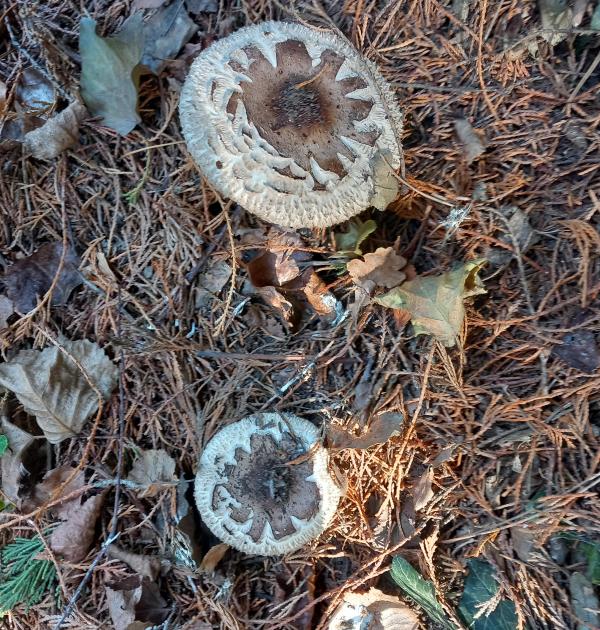 Paddestoelen in het bos.