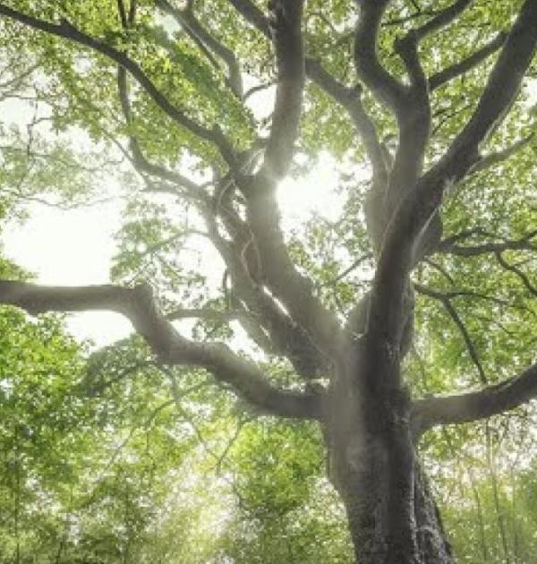 Heksenboom Bladel