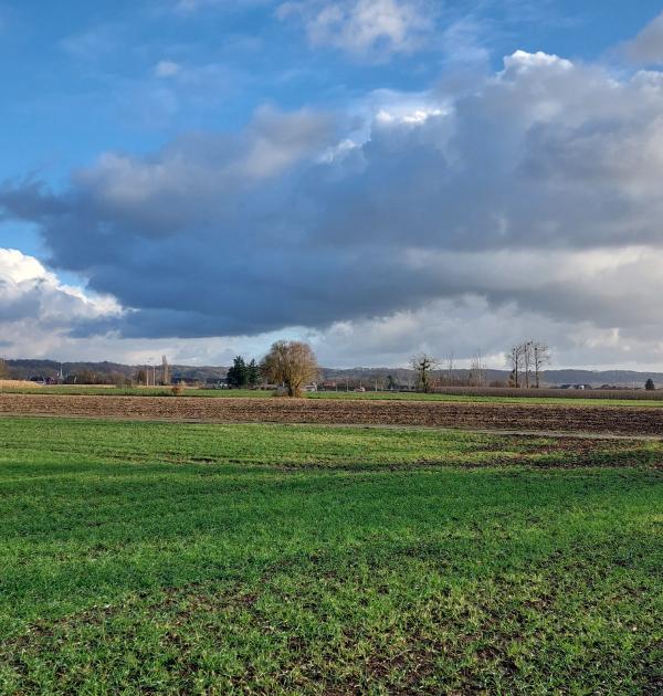 open landschap