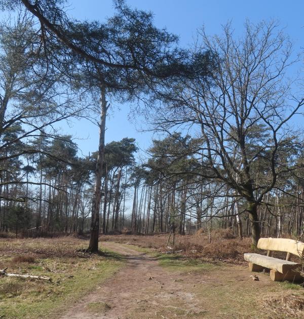 HEIDEBOS