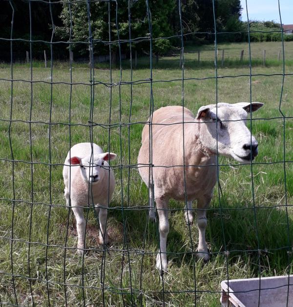 Moeder schaap met lammetje in de weide.