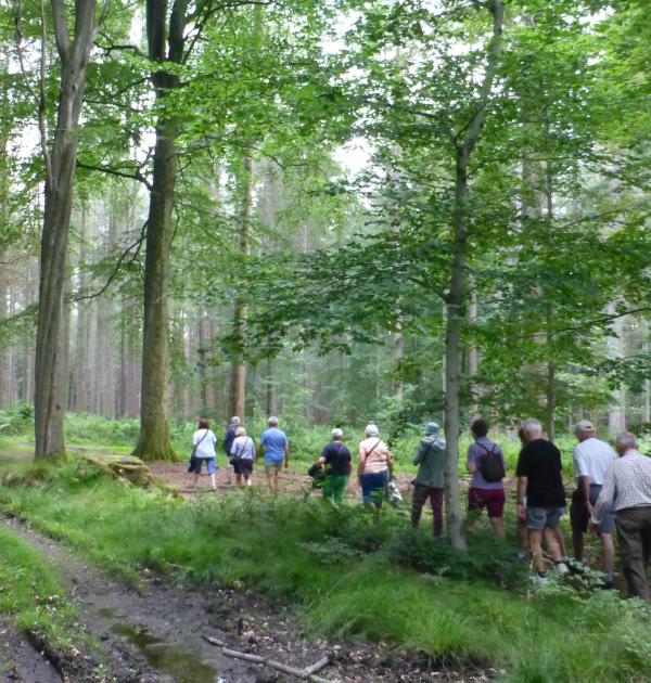Wandelend door het bos