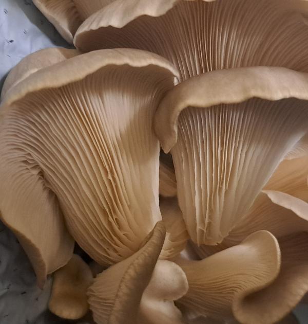 Oesterzwammen kwekerij