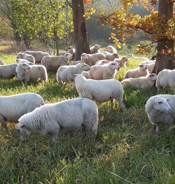 Schaapkenswandeling Kalmthout