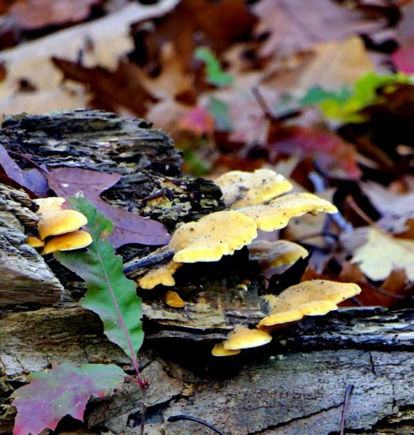 Een keur aan zwammen en paddenstoelen