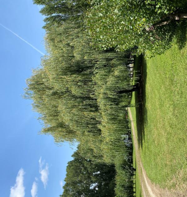 Hoofdfoto Camping Le Marais Sauvage